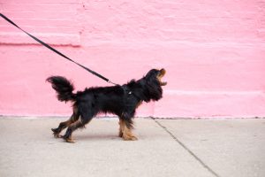 Reactive dog barking on leash.