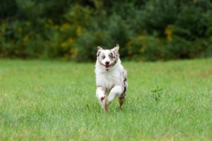 Dog recalling across field during training class in Exeter, RI.