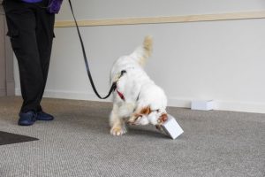 K9 Nose Work Class in Exeter, RI