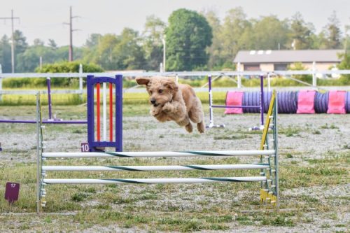 Agility: Skills & Drills – Barhopping!