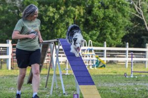 Agility Classes in Exeter, RI