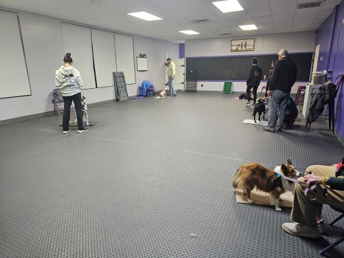Obedience classes for dogs Exeter, RI