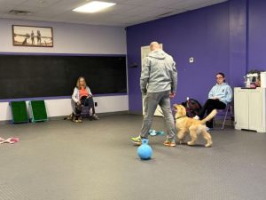 Golden Retriever puppy showing off his loose leash walking in the Walking Wonders Dog Training Class in Exeter, RI.