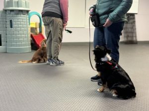 AKC Canine Good Ciitizen Class in Exeter, RI.