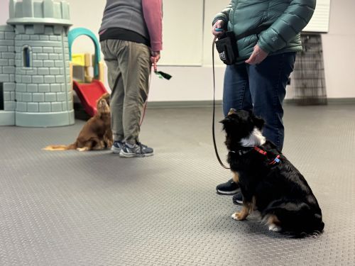 AKC Canine Good Citizen