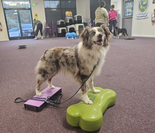 AKC Fit Dog Level 1 Class