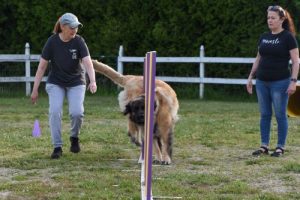 Weave Pole dog agility class in Exeter, RI.