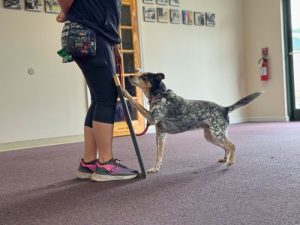 Cooperative Care Dog Training Class in Exeter, RI