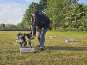 K9 Nose Work At the Farm Class Exeter RI