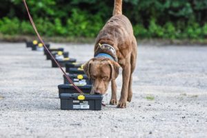 K9 Nose Work NW3 Class in Exeter, RI