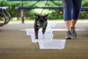 K9 Nose Work® Intro class in Exeter, RI