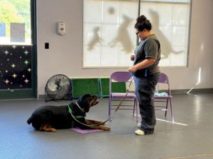 Rottweiler working on a down stay with duration in group dog training class in Exeter, RI.