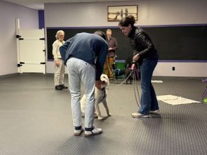 Practicing Polite Greetings in a dog training class in Exeter, RI.