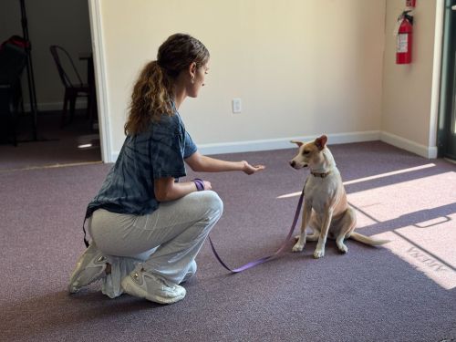 Puppy Prep School Training Exeter, RI