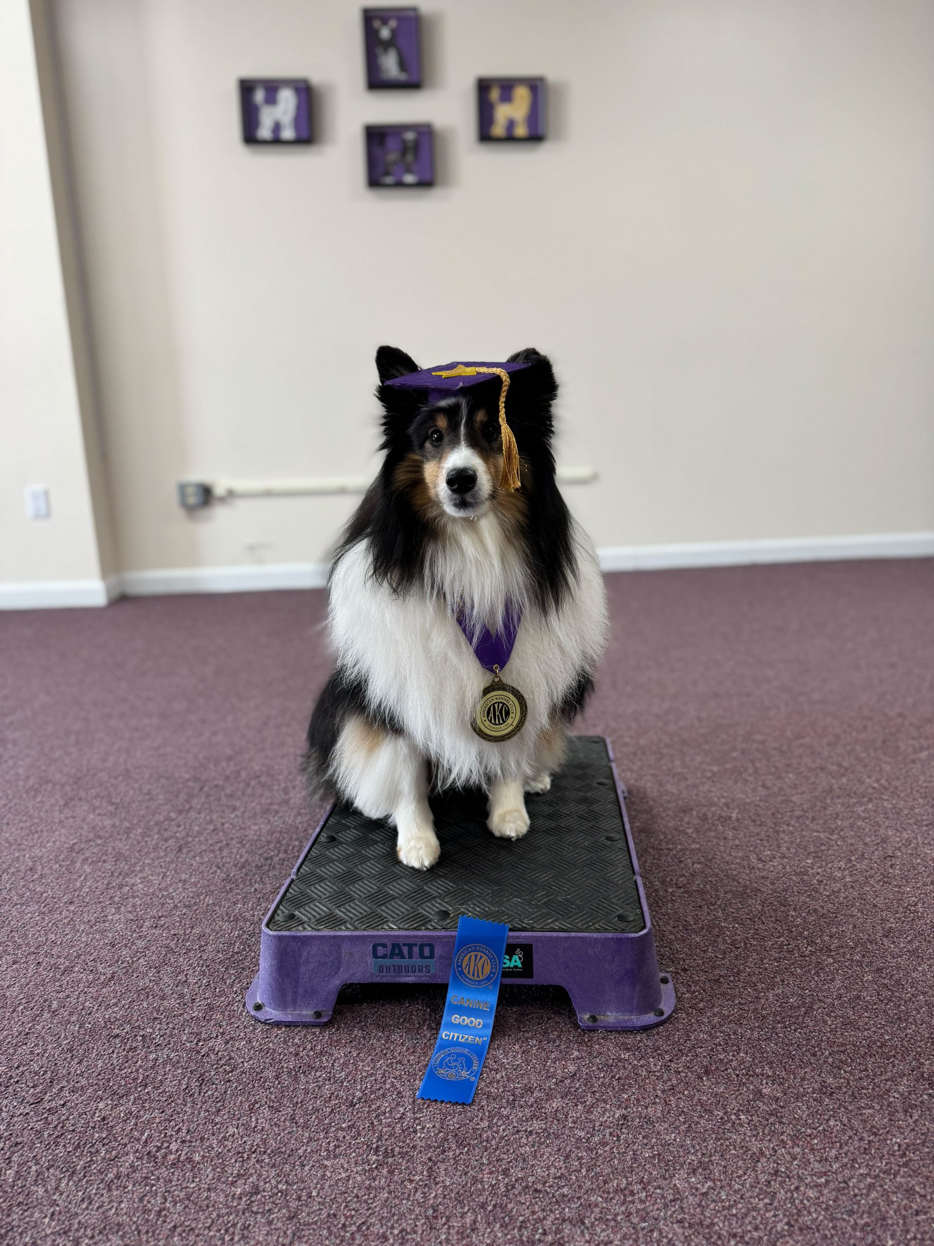 Exeter, RI Dog Training