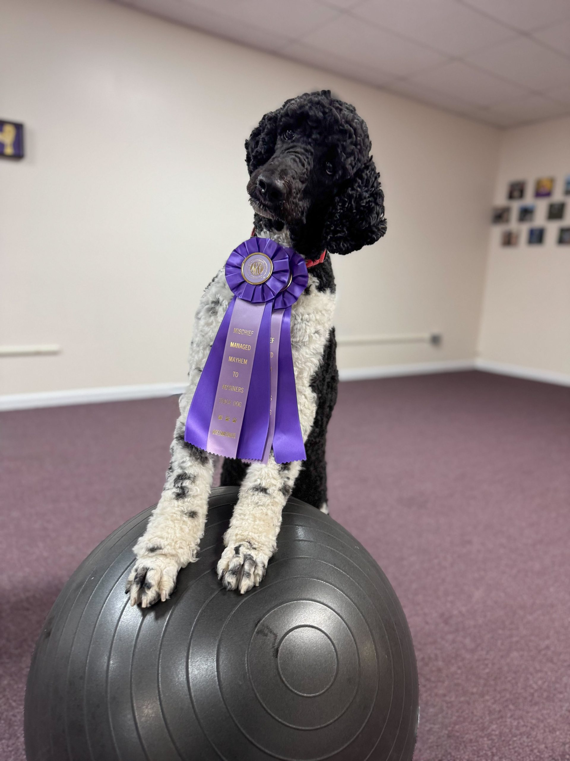 Obedience classes for dogs Exeter, RI